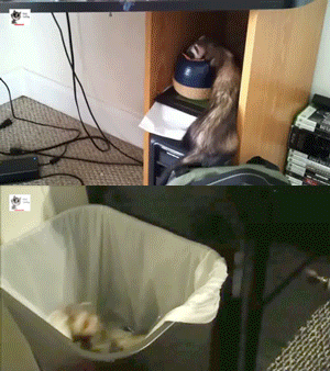 ferrets stealing stuff